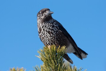 Spotted nutcracker perched on a tree