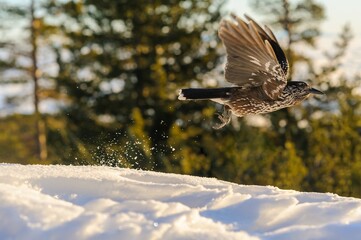 Spotted nutcracker in flight