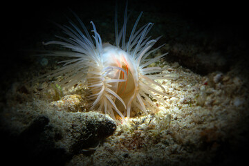 File clam (Limaria sp.)
This intriguing animals with fleshy tentacles are sometimes seen near...