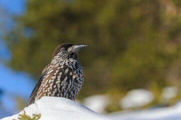Spotted nutcracker in winter