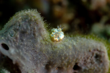 Miamira sinuata is a species of colorful dorid nudibranch. Underwater macro photography from Anilao, Philippines