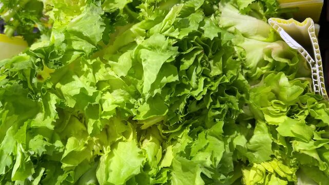 Fresh green endive chicory salad displayed by the greengrocer, tracking shot motion