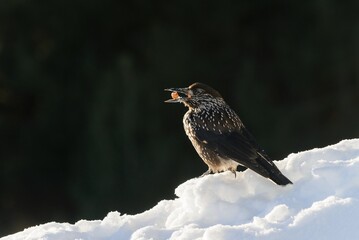 Spotted Nutcracker eating