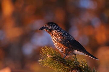 Spotted nutcracker perched on a tree