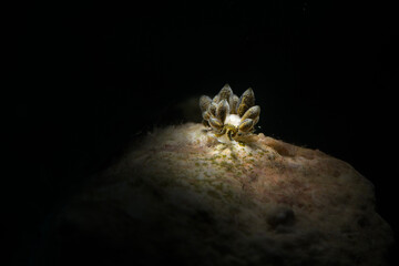 Ercolania sp. - small sacoglossan sea slug, shell-less marine opisthobranch gastropod mollusk. Photo was taken in the island Romblon, Philippines