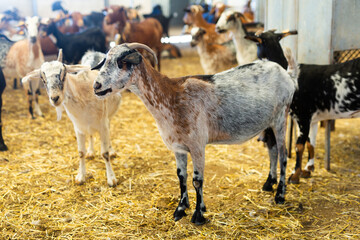 View of herd of goats with neckbells in stall at livestock farm. Animal husbandry concept..