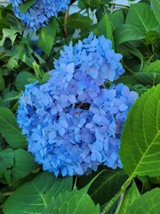 Blue Hydrangea Flowering Shrub in Summer Perennial