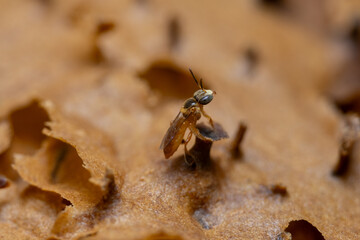 Macro shot of a sting-less bee resting on a hive surface