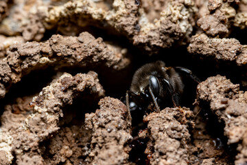 Macro photograph of a black bee emerging from a textured, earthy hive structure