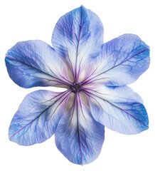PNG Lobelia flower vibrant petals beauty.