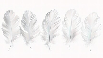 Neatly Arranged White Feathers Isolated on White Background