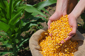 Corn grains in the hand of a successful farmer, in a background green corn field. Close up of hand full of corn in a jute sack from a young farmer. Spring sunny day rural scene