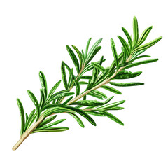 Fototapeta premium A sprig of rosemary, illustrating its vibrant green leaves for culinary use.