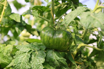 green tomatoes