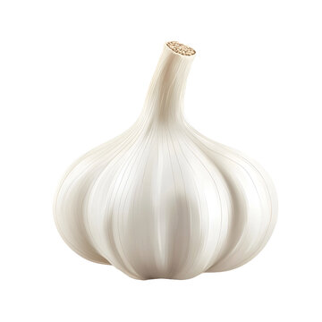 tuber: white garlic bulb on transparent background
