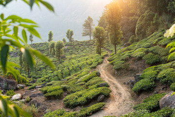 Panoramic view over Munnar tea plantations at sunrise in Kerala, India