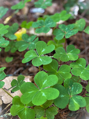 Lucky field of clovers