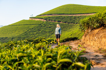 Fototapeta premium Young blonde woman hiking among tea plantations in Munnar, Kerala, India
