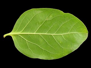 Obraz premium Close-up of a single green leaf with visible veins against a black background