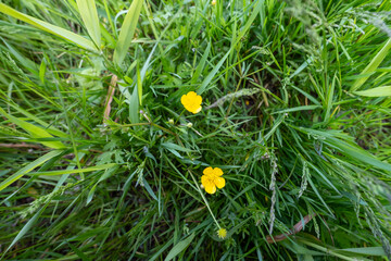 Kwiaty na łące © MagicEarthPlanet