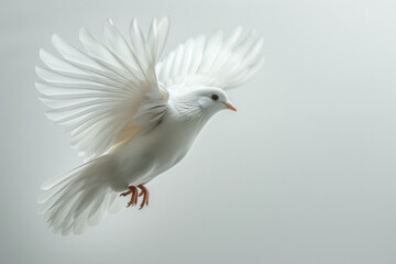 Fototapeta premium A white dove hovers gracefully with its wings spread wide, capturing a moment of tranquility and beauty. The bright background enhances the dove's purity and elegance, reflecting peace.