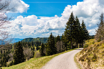 Obraz premium Wandern auf dem Feldberg