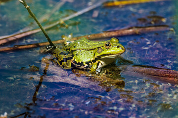 Frosch schaut