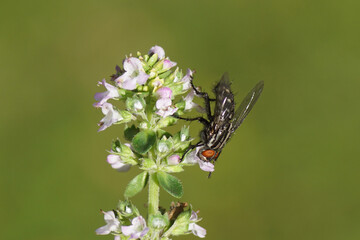 Close up Flesh fly, Sarcophaga. Family Flesh flies, Sarcophagidae. On flowers of thyme, Thymus of...
