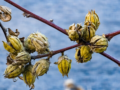 Dry peons tree seed pods.