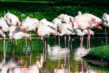 Flamingos 3