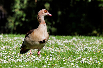 Nilgans auf der Wiese