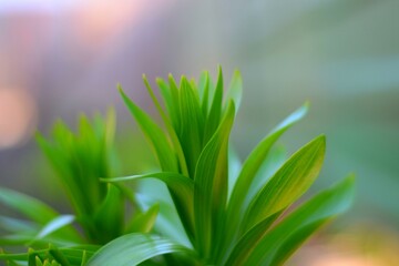 A close up of a green plant with leaves