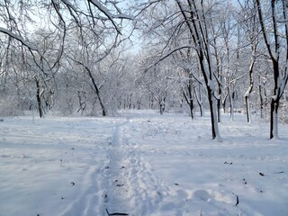 A snowy forest with a path through it