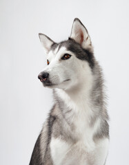 A playful Siberian Husky caught mid-turn against a white background, its tongue slightly out. The dog's sharp profile and bright eyes convey its energetic nature.