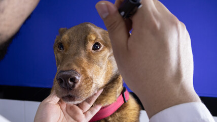 Dog Eye check Hand of a veterinarian examining the eyes of a brown dog red neckacle and with blue background
