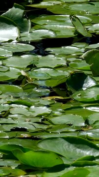 A serene white lotus flower stands out amidst lush green lily pads in a tranquil pond at Yala National Park, Sri Lanka. Perfect for nature and serenity concepts, eco-tourism promotions, and high