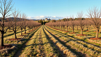 Tree-lined orchard with bare branches on sunny hillside