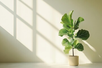 A Ficus Lyrata plant in a beige pot, bathed in sunlight against a light wall.