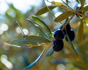 Branch with growing olives on olive tree on mediterranean farm