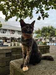 cute cat relaxing in front of the yard