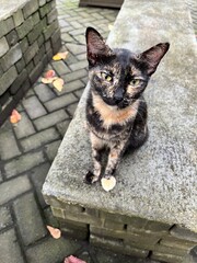 cute cat relaxing in front of the yard