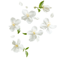 White jasmine flowers gently floating on a light background. isolated on white