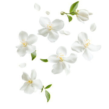 Fototapeta White jasmine flowers gently floating on a light background. isolated on white