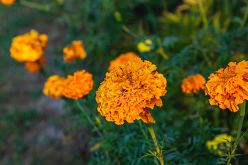 Grilling salmon and trout on a barbecue surrounded by vibrant marigolds