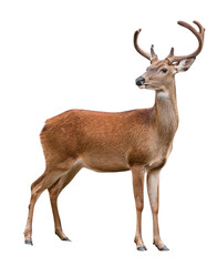 Obraz premium Deer full body, isolated on white background