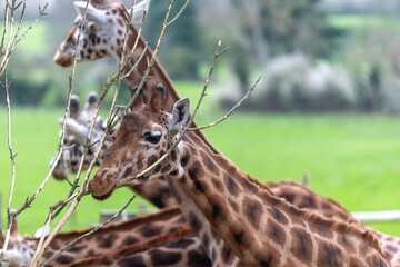 Obraz premium Head shot of a reticulated giraffe (giraffa camelopardalis) eating a branch