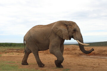 Obraz premium Viaggio in Sud Africa