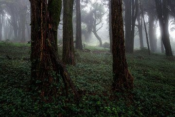 Mystical forest shrouded in fog in Serra de Sintra, Portugal.