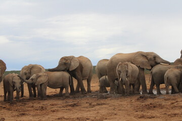 Fototapeta premium Viaggio in Sud Africa