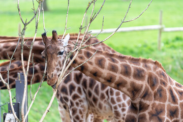 Head shot of a reticulated giraffe (giraffa camelopardalis) eating a branch